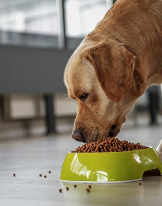 Yellow lab eating kibble out of a green plastic dog bowl